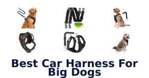 Best Car Harness For Big Dogs