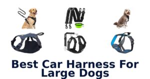 Best Car Harness For Large Dogs